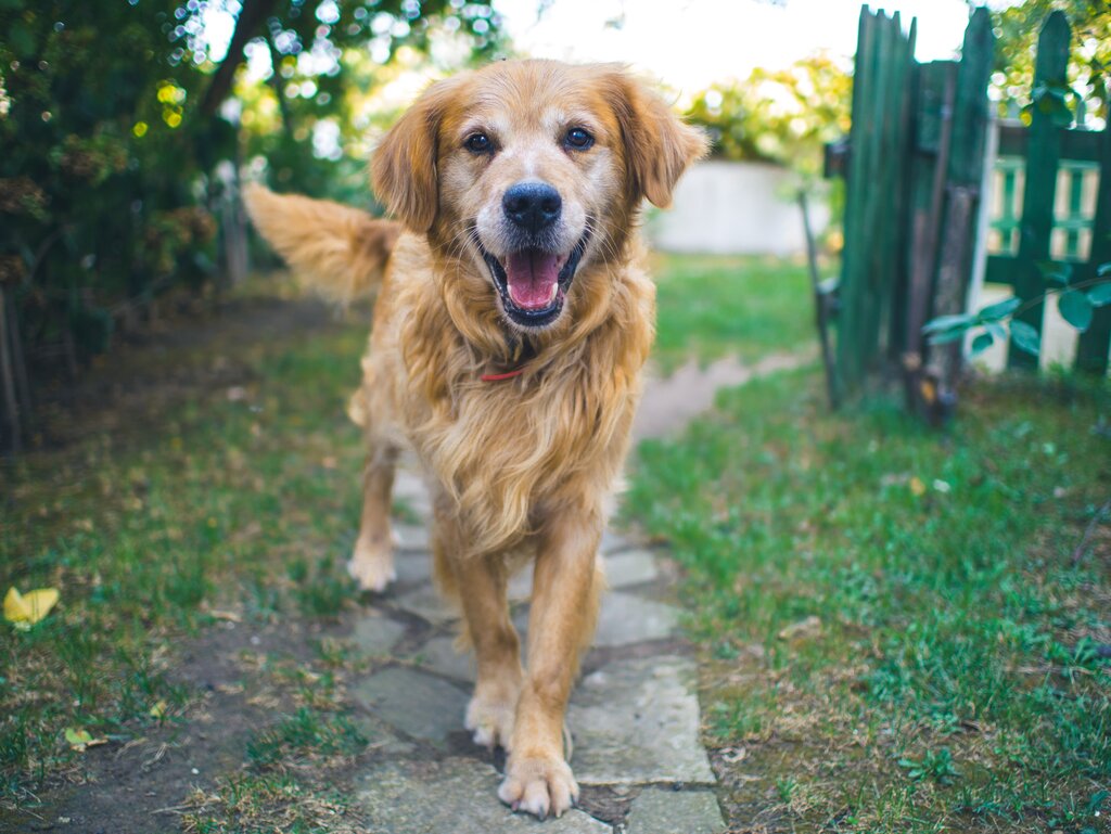 The Aging Canine: Essential Oral Care Tips for Senior Dogs