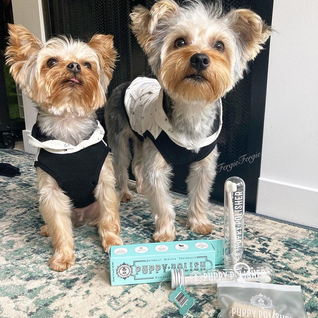 canine dental hygiene