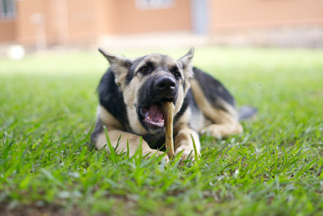 dog dental chew