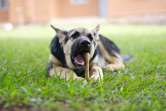dog dental chew