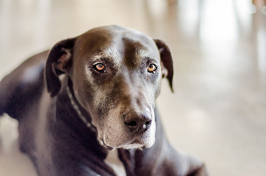 senior dog