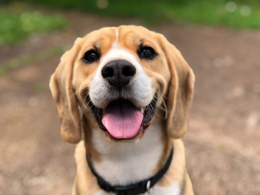 The ABCs of Canine Oral Health: A Complete Guide for Dog Lovers