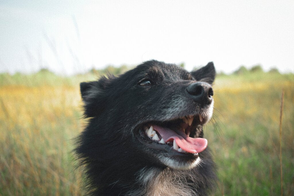 dog's mouth wide open