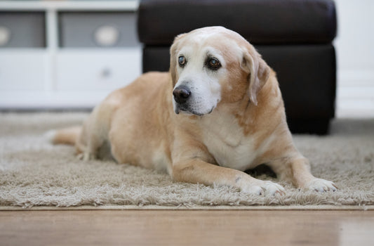 senior dog
