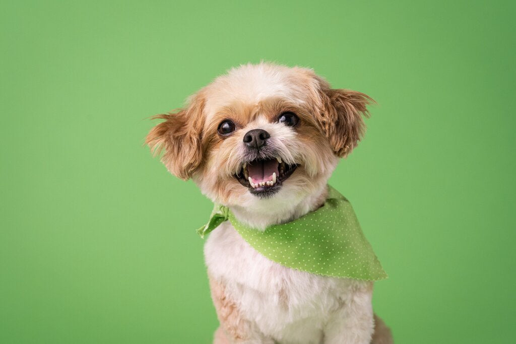 Oral Care for Puppies: Building a Solid Foundation for Dental Health
