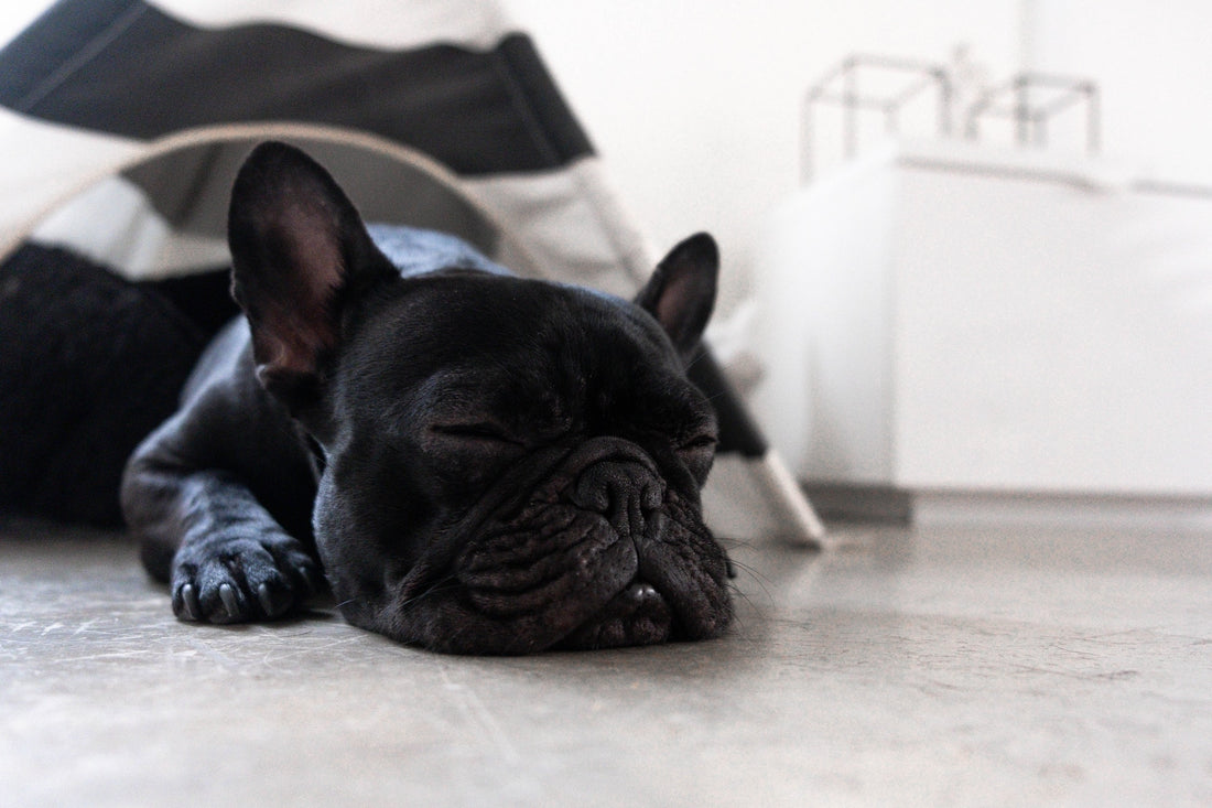 french bulldog sleeping