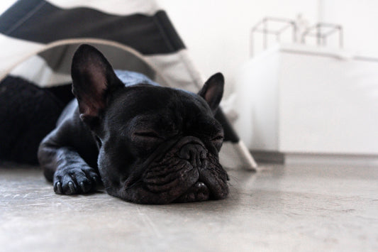 french bulldog sleeping