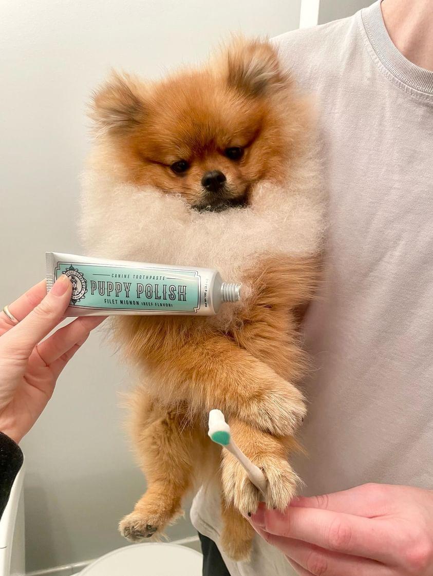 Puppy Polish - Filet Mignon (Beef) Toothpaste