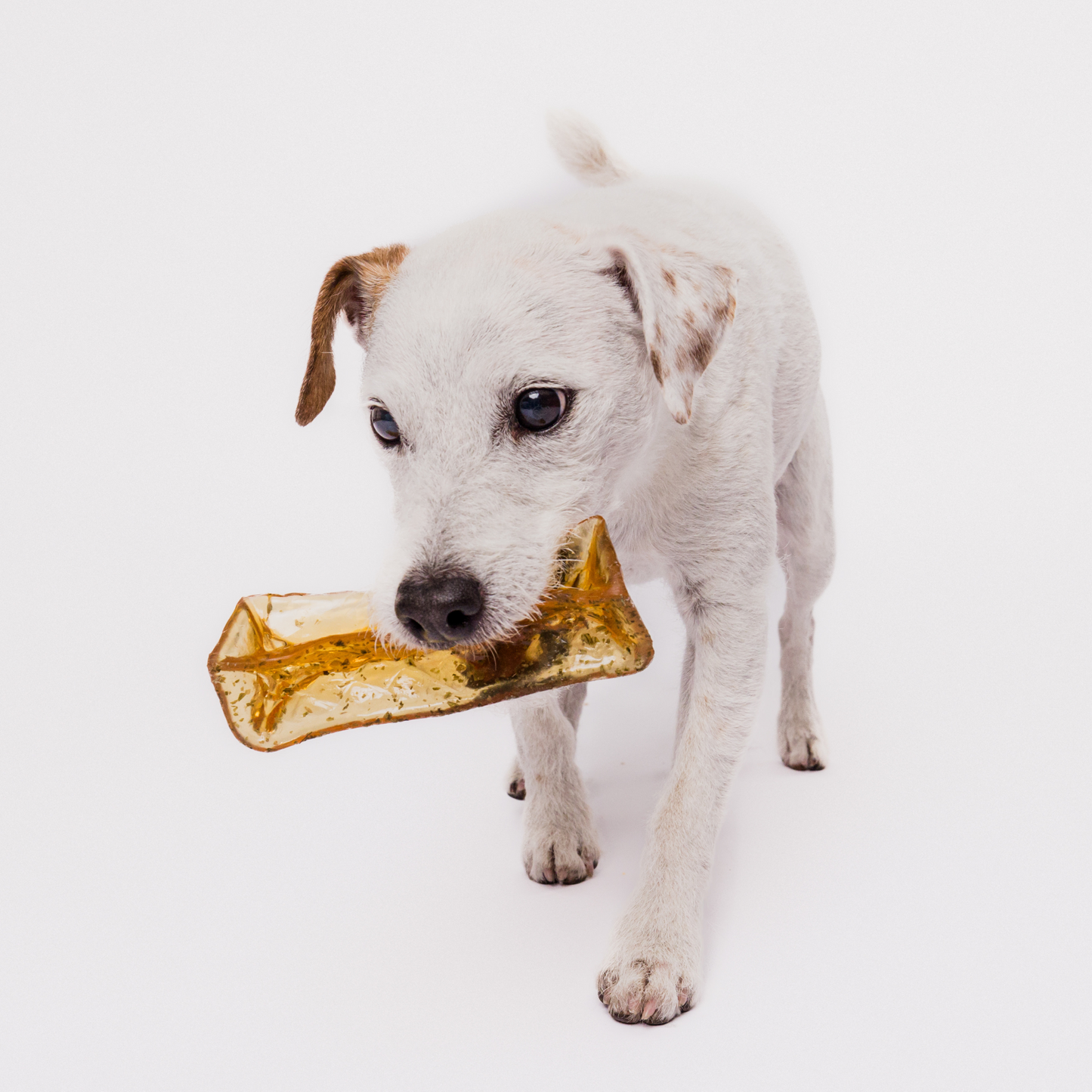 Mighty Marrows - Collagen Dental Chews - Pork Parsley with Jack Russell
Mâche-Dents au Collagène Mighty Marrows