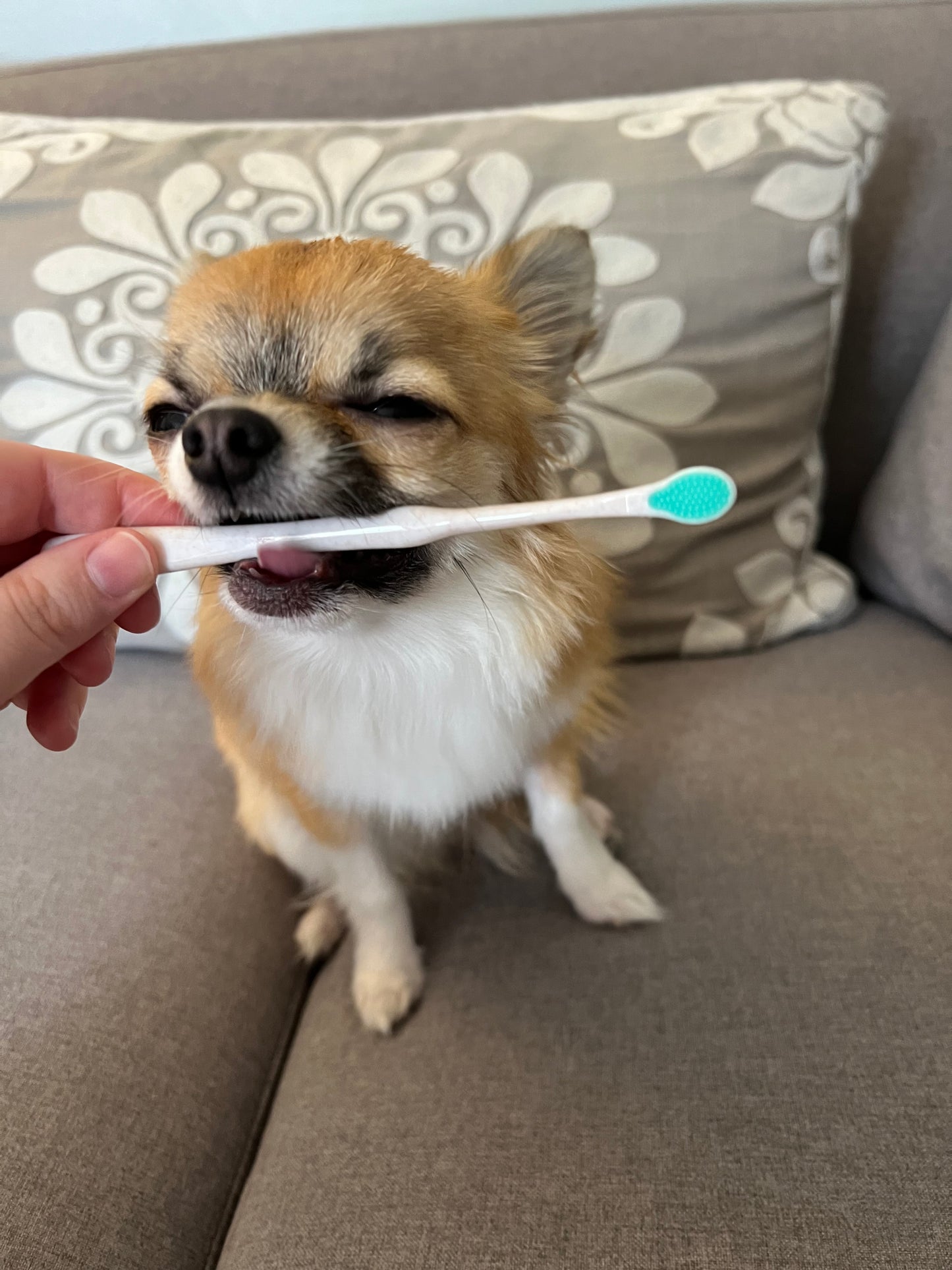 Puppy Polisher Pearl Eco Toothbrush (XS)