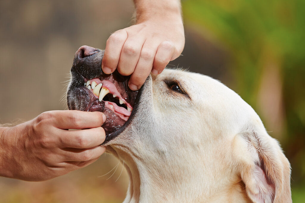dog dental check-up