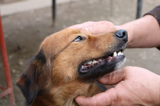 Spotting Dental Distress in Dogs: Essential Signs and Preventive Measures