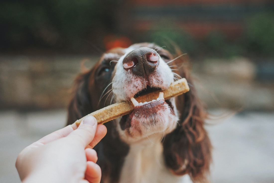 canine oral health