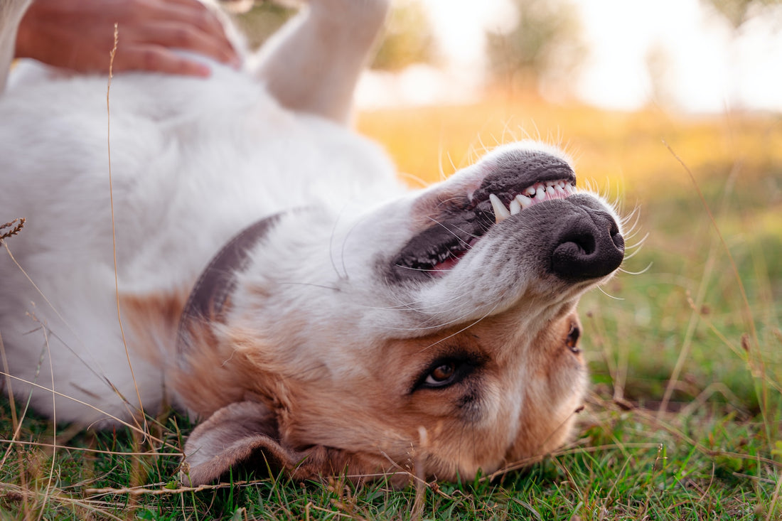 The Ultimate Guide to Canine Oral Hygiene: Expert Tips and Tools for a Healthy Mouth