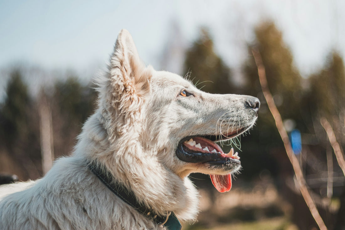 8 Signs Your Dog Needs Better Oral Hygiene: Essential Tips & Tools
