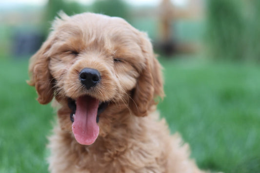 puppy dental care