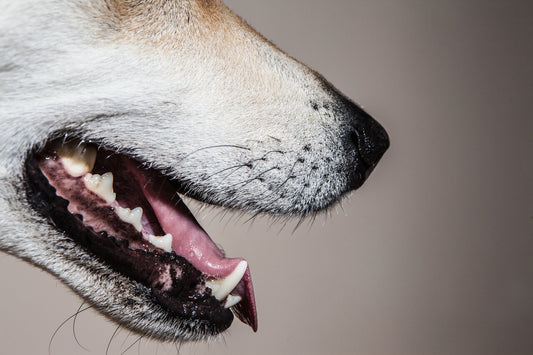Decoding Canine Dental Anatomy: Understanding Your Dog's Teeth and Their Functions