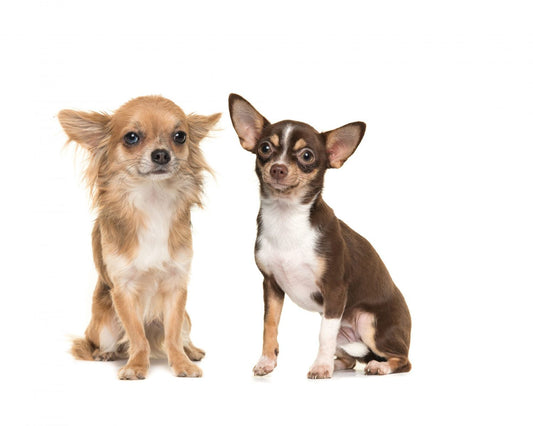 Small dogs - Are they more at risk for dental disease?