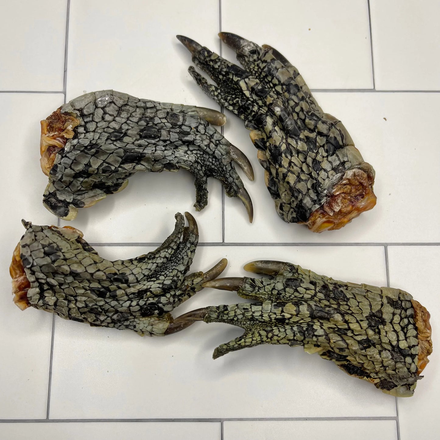 Australian Crocodile Feet - Healthy Chews