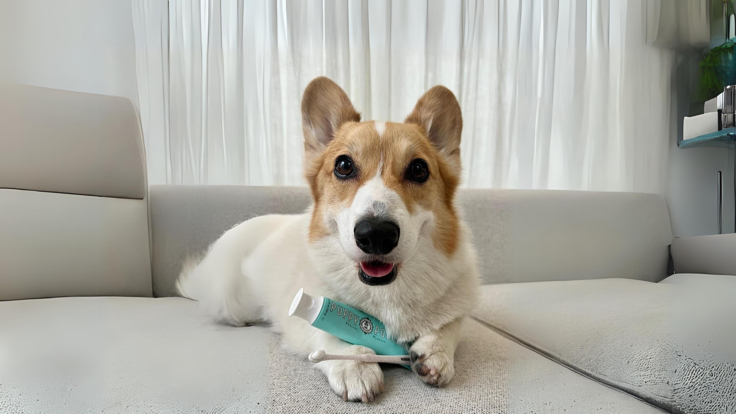 Kissable dog deals toothbrush