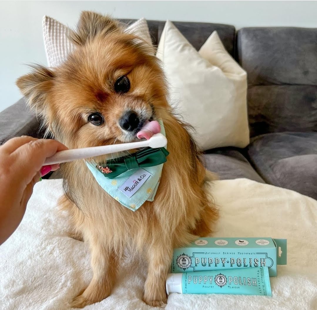 Pom licking Puppy Polisher Toothbrush Mini and Toothpaste