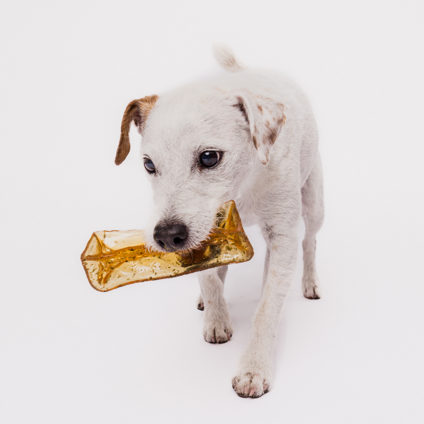 Mighty Marrows - Collagen Dental Chews - Pork Parsley with Jack Russell