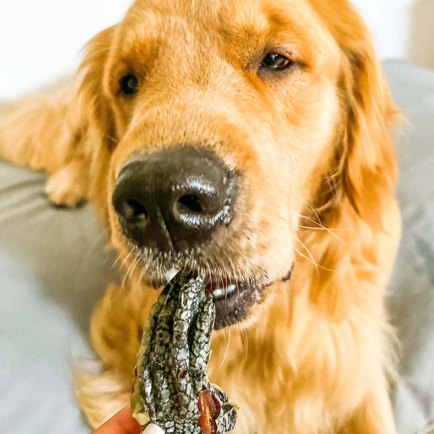 Australian Crocodile Feet - Healthy Chews