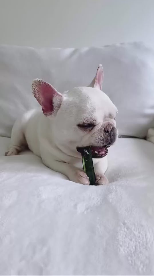 Frenchie chewing on Mighty Marrows Collagen Dental Chew - Spirulina Beef Flavor - Small